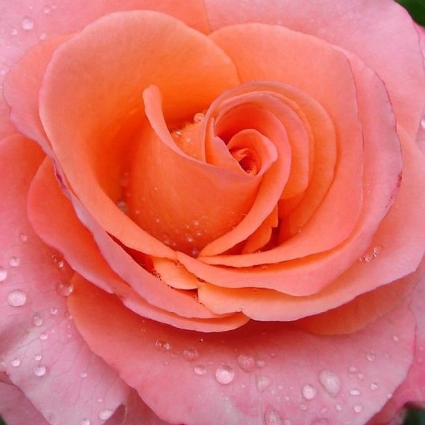 Psicología humanista integrativa