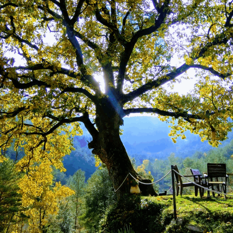 CONSTELACIONES FAMILIARES, TALLER DE 3 HORAS