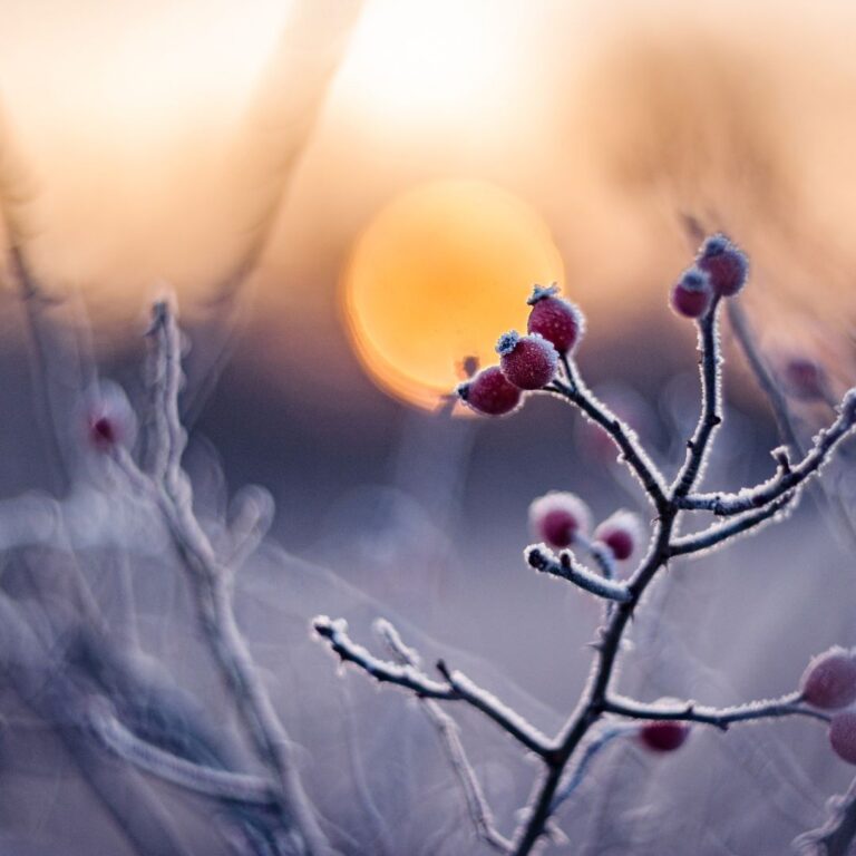 Código Sagrado 2026